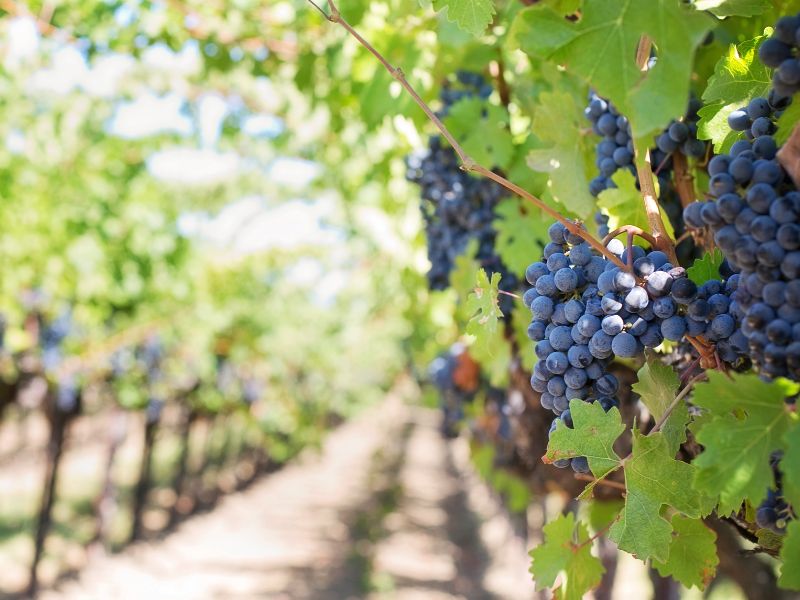 Blanc Bourgueil